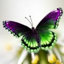 Jade_Butterfly 110709